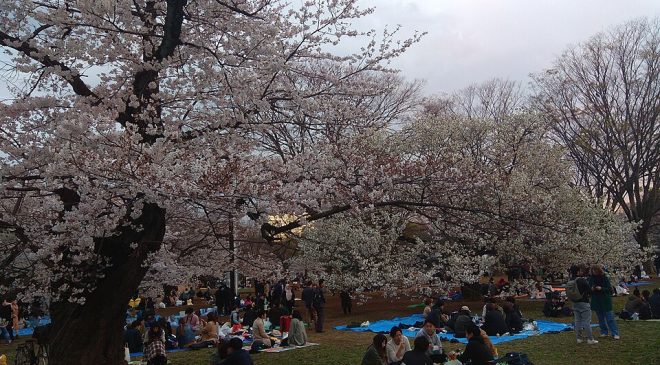 Japonya’da Hanami Kültürü: Kiraz Çiçeği İzleme Geleneği
